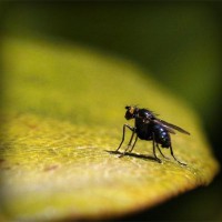 /album/jardineria-xochimilco/photolia-a07-jpg/